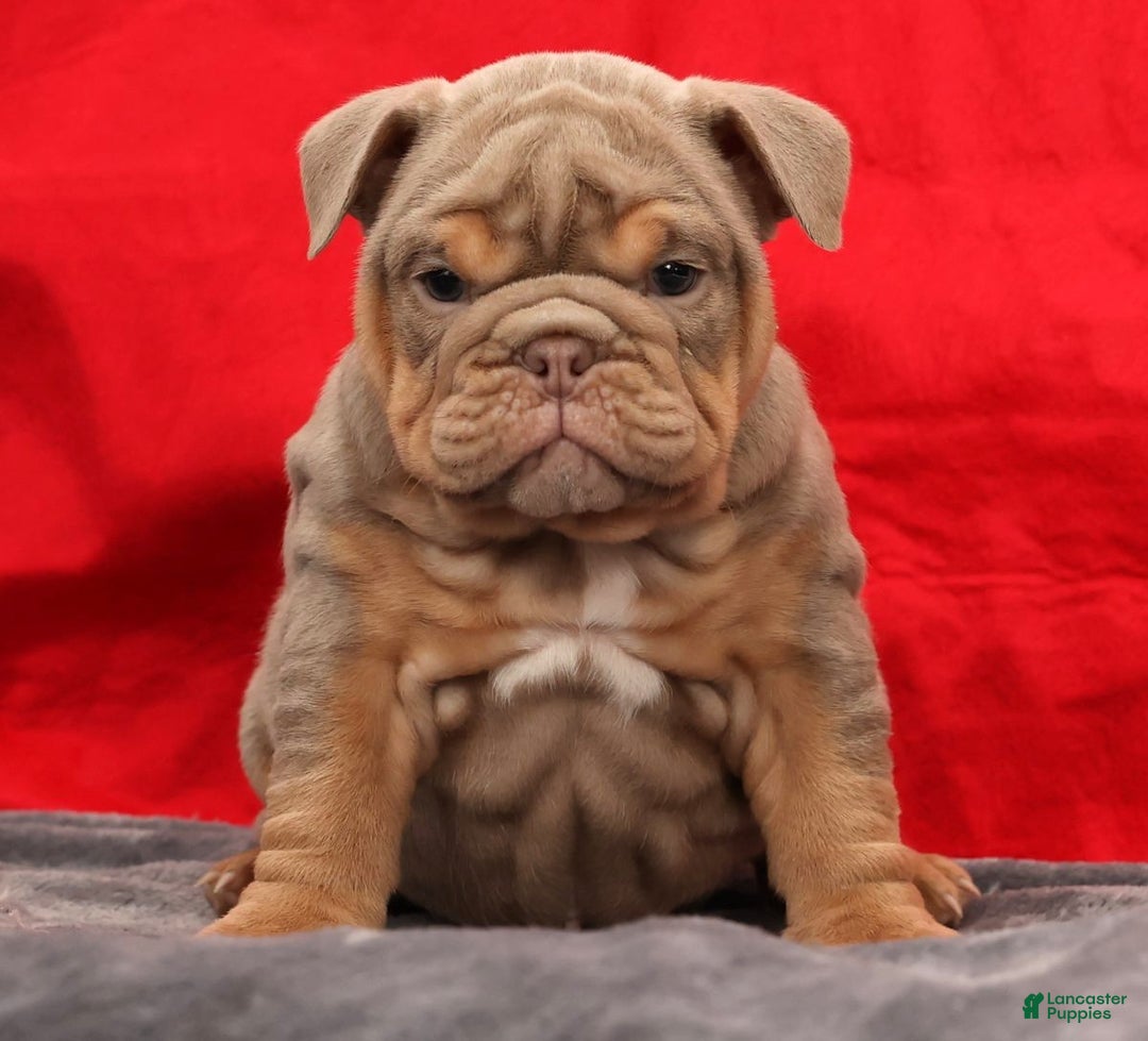 English Bulldog dogs for sale: Shelly - Ad 9
