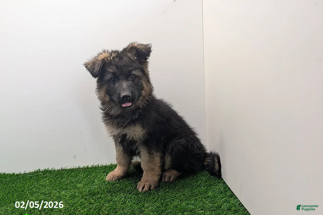 German Shepherd dogs for sale: Cherry - Ad 3