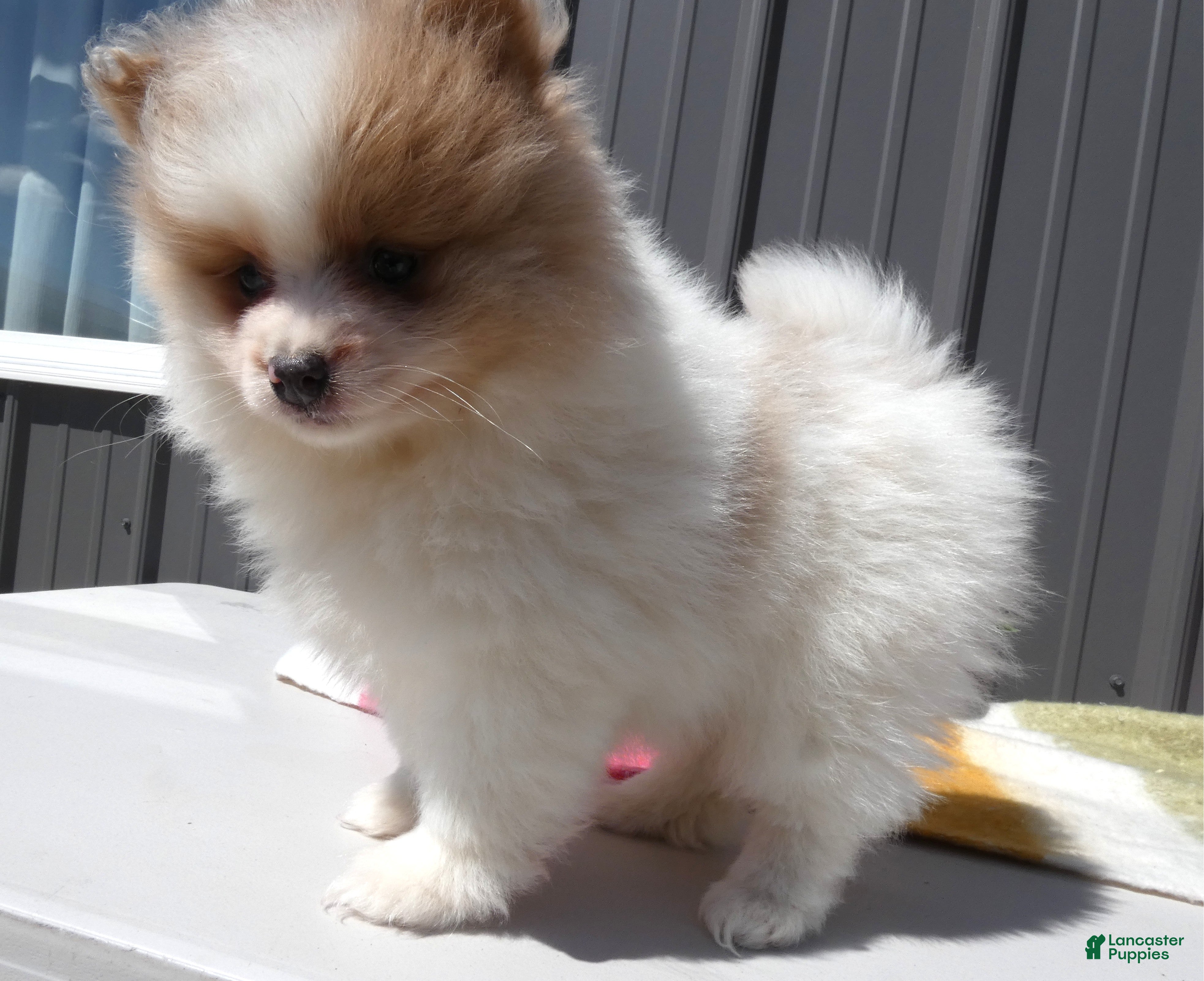 Pomeranian dogs Pomeranian Puppy 1 Pearl - Ad 32