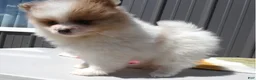 Pomeranian dogs for sale: Pomeranian Puppy 1 Pearl - Ad 5