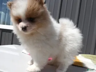 Pomeranian dogs Pomeranian Puppy 1 Pearl - Ad 32