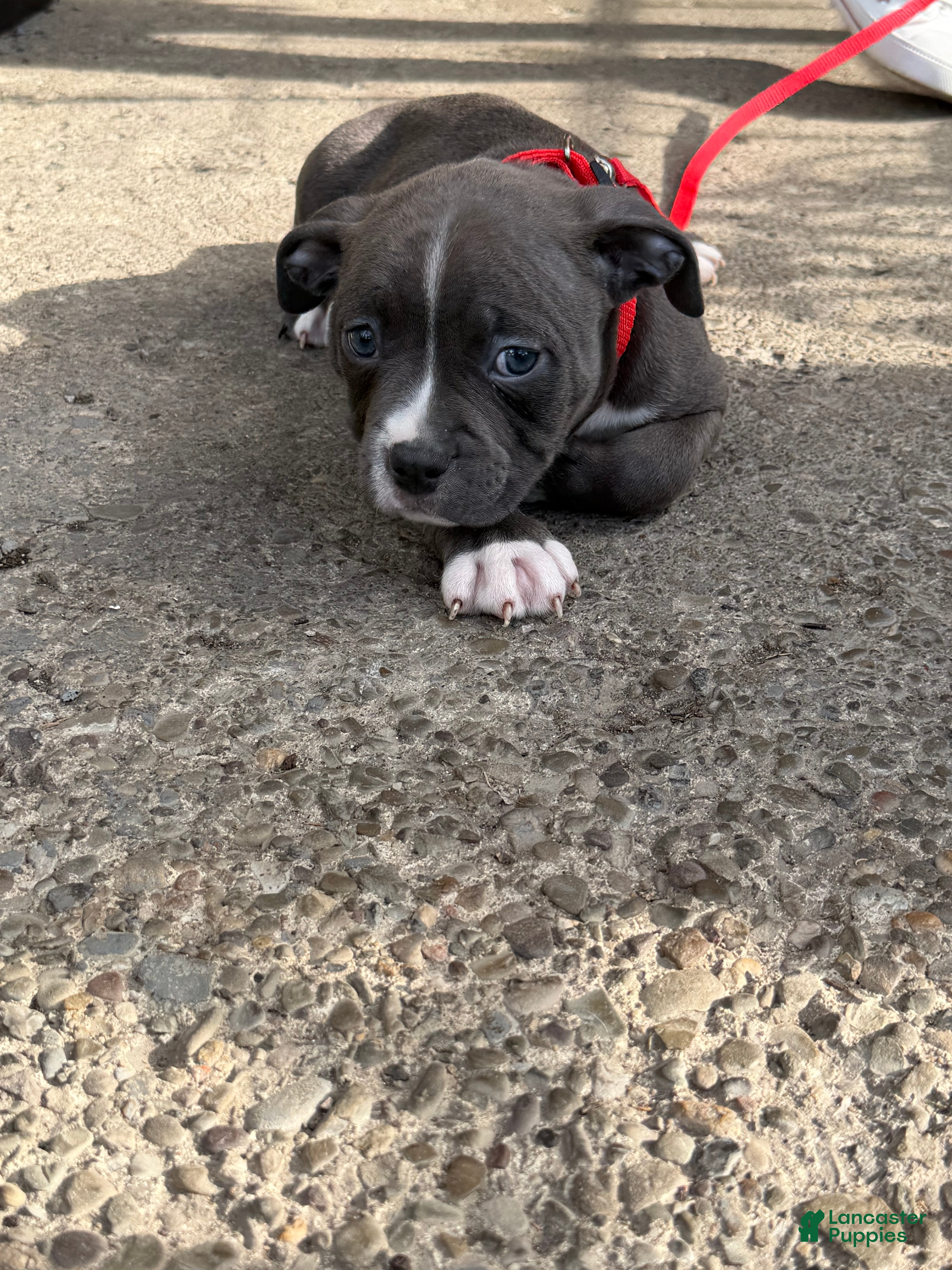 American Bully dogs Zane - Ad 2