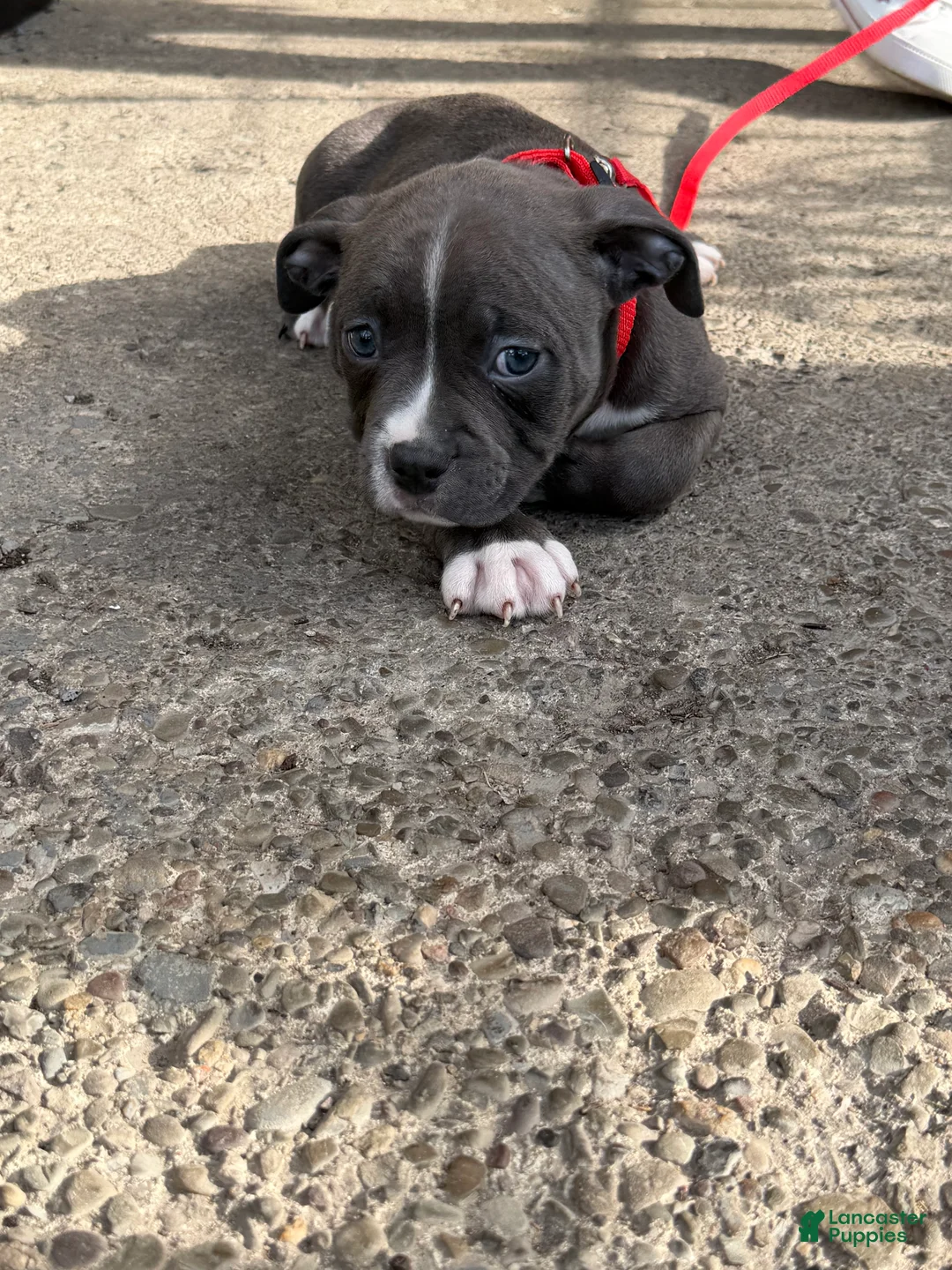 American Bully dogs for sale: Zane - Ad 2