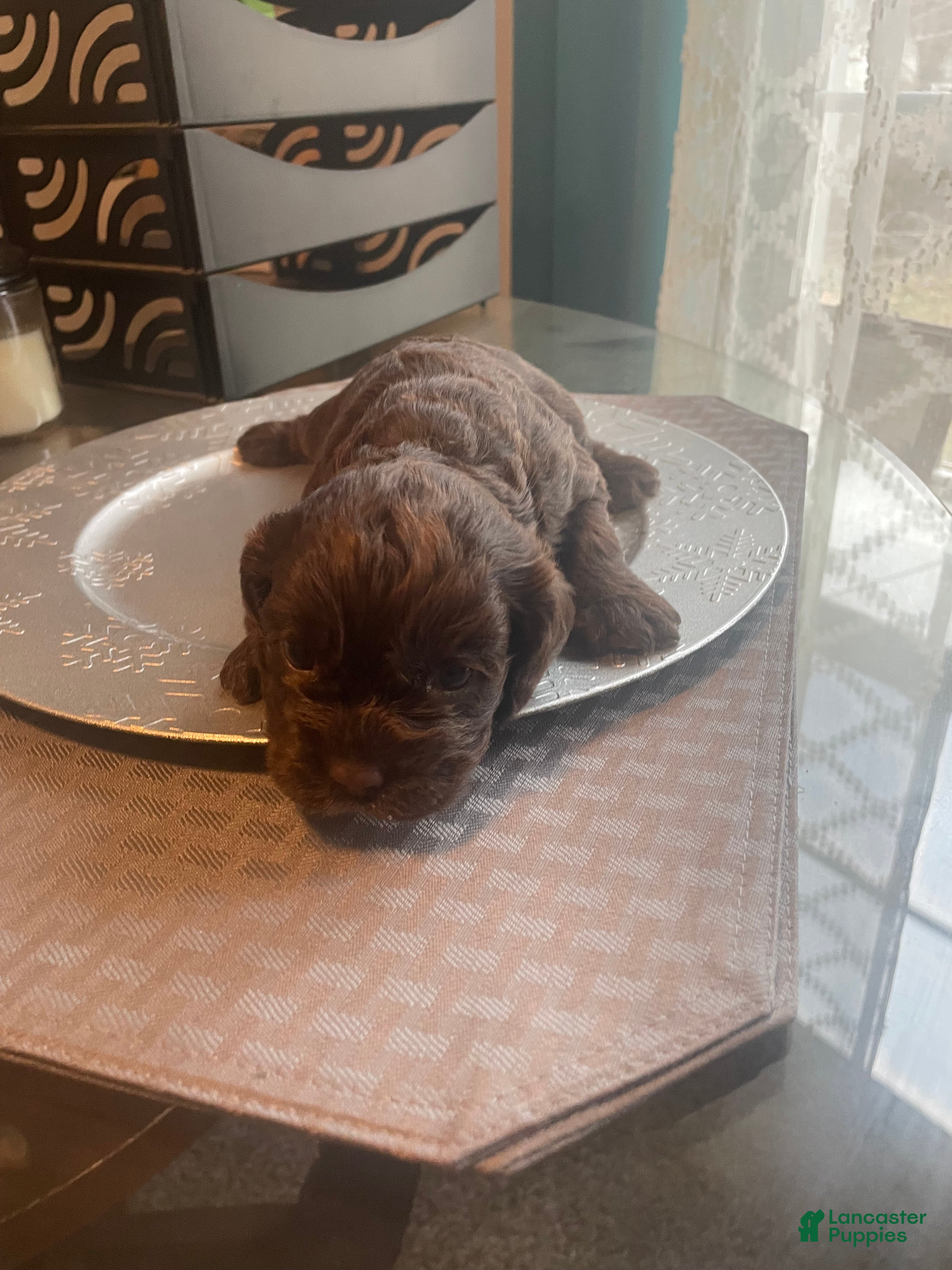 Cocker Spaniel dogs Cocker Spaniel 5 - Ad 29