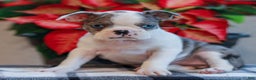 Boston Terrier dogs for sale: Laura  - Ad 1