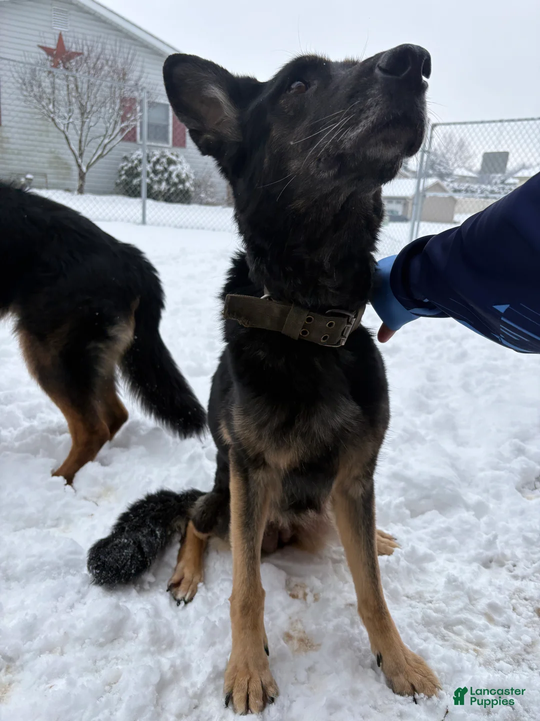 German Shepherd dogs for sale: German Shepherd Puppy 1 - Ad 3