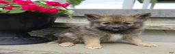 Pomsky dogs for sale: Rose - Ad 1