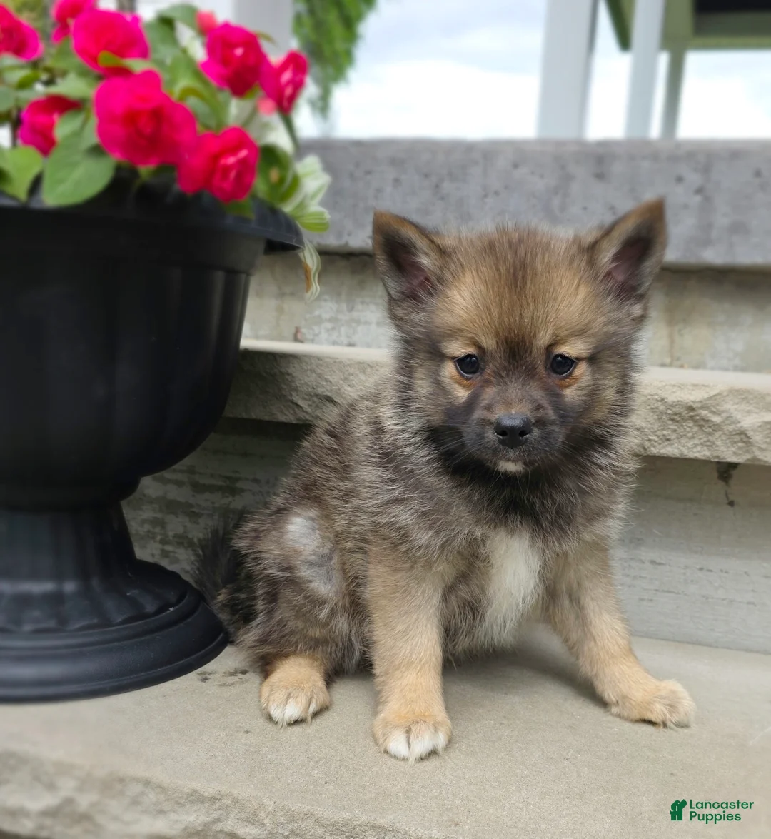 Pomsky dogs for sale: Rose - Ad 1