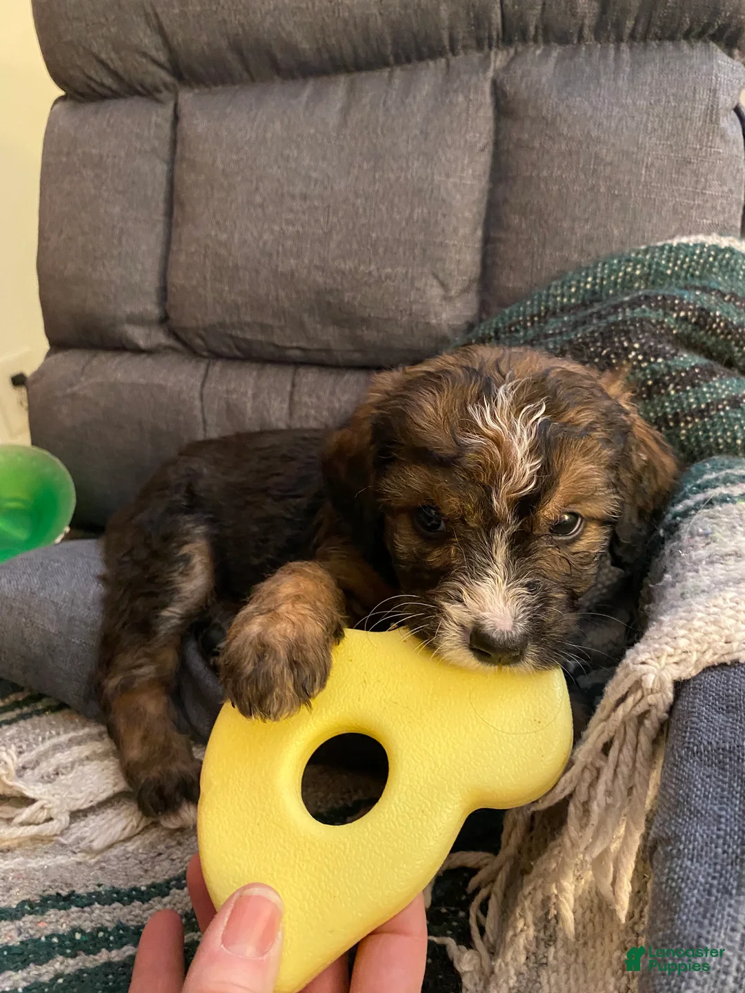 Bernedoodle dogs for sale: Bernedoodle Puppy 10 - Ad 7