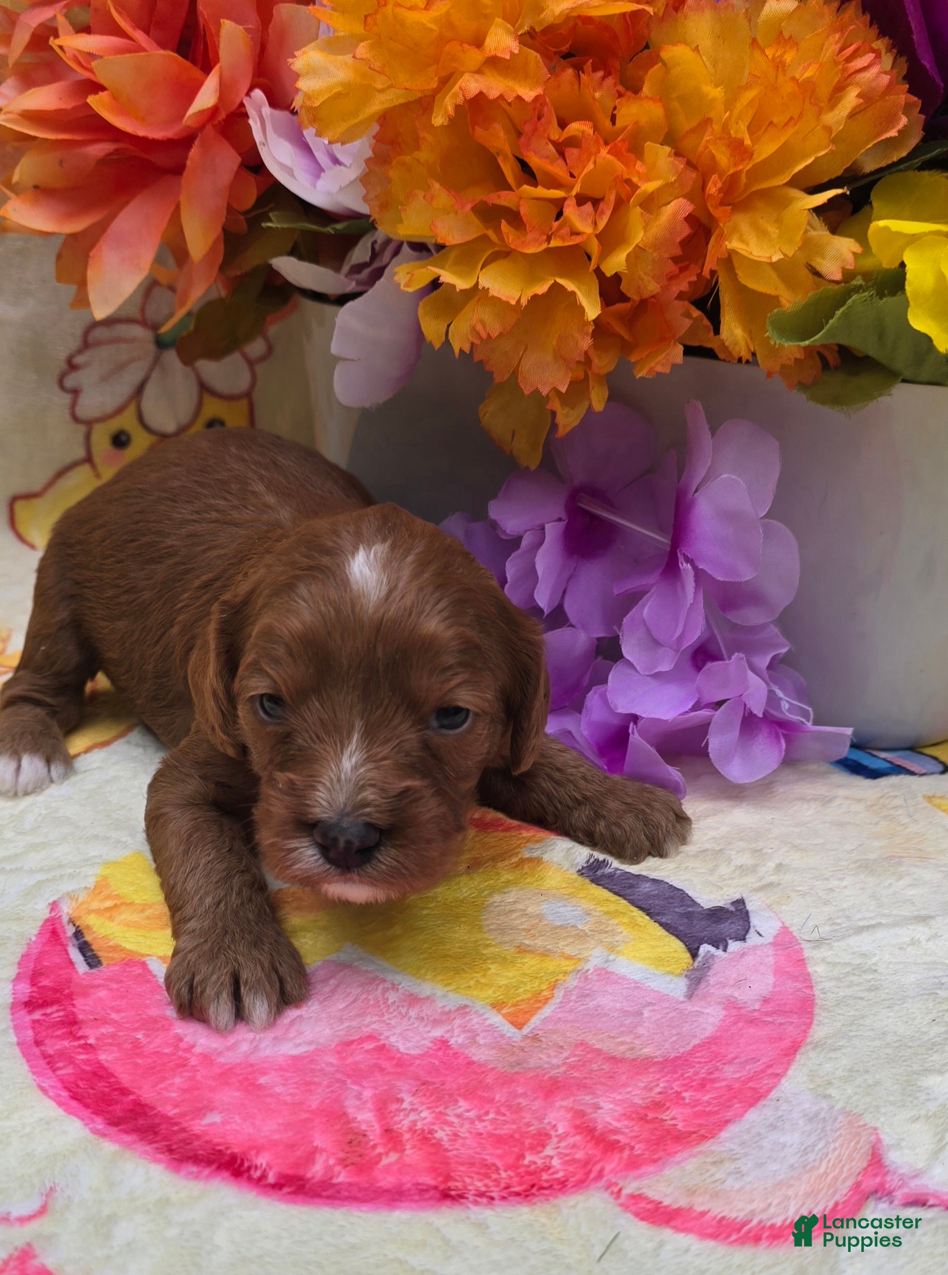 Cavapoo dogs Star - Ad 23