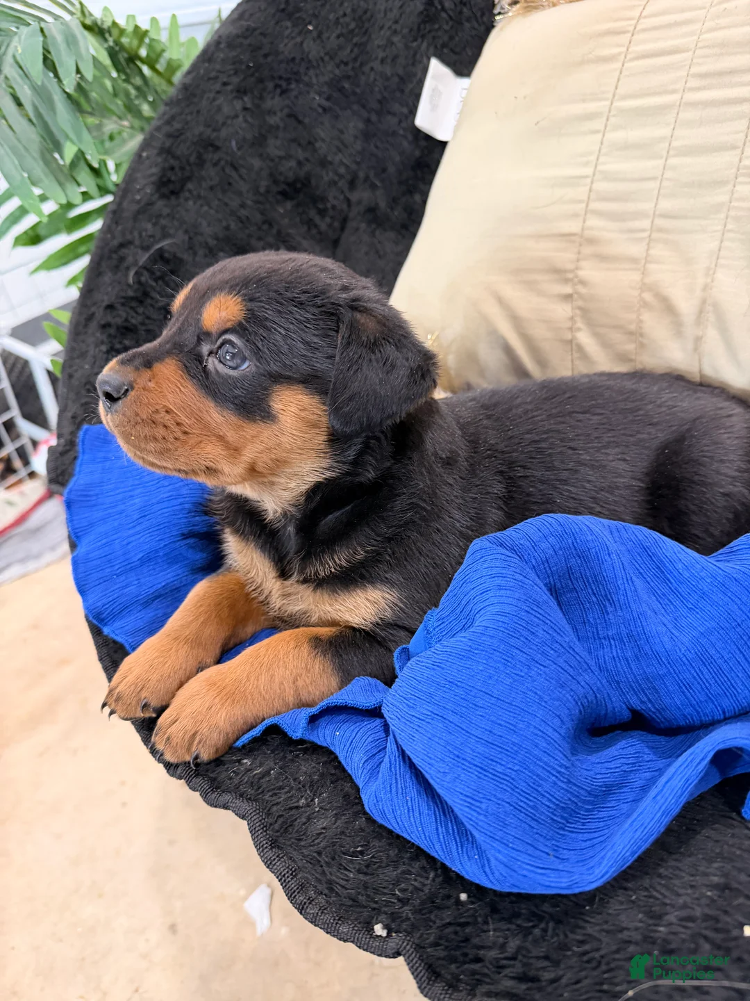 Rottweiler dogs for sale: Rottweiler Puppy 1 - Ad 30
