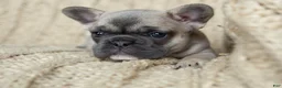 French Bulldog dogs for sale: Penny AKC - Ad 17