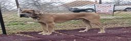 Great Dane dogs for sale: Great Dane  - Black Collar - Fawnequin - Ad 10
