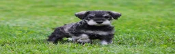 Miniature Schnauzer dogs for sale: Katniss - Ad 5