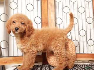 Mini Goldendoodle dogs - Ad 10