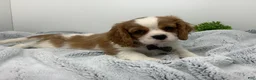 Cavalier King Charles Spaniel dogs for sale: KING - Ad 3