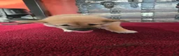 Shiba Inu dogs for sale: Fawn Female - Ad 12