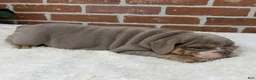 English Bulldog dogs for sale: Savannah - Ad 5