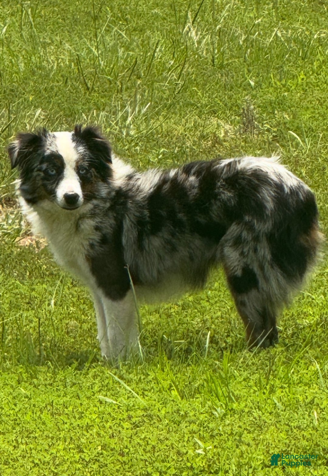 Gallery Image {{count}}