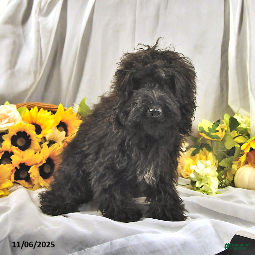 Miniature Poodle dogs for sale: Earl - Ad 3