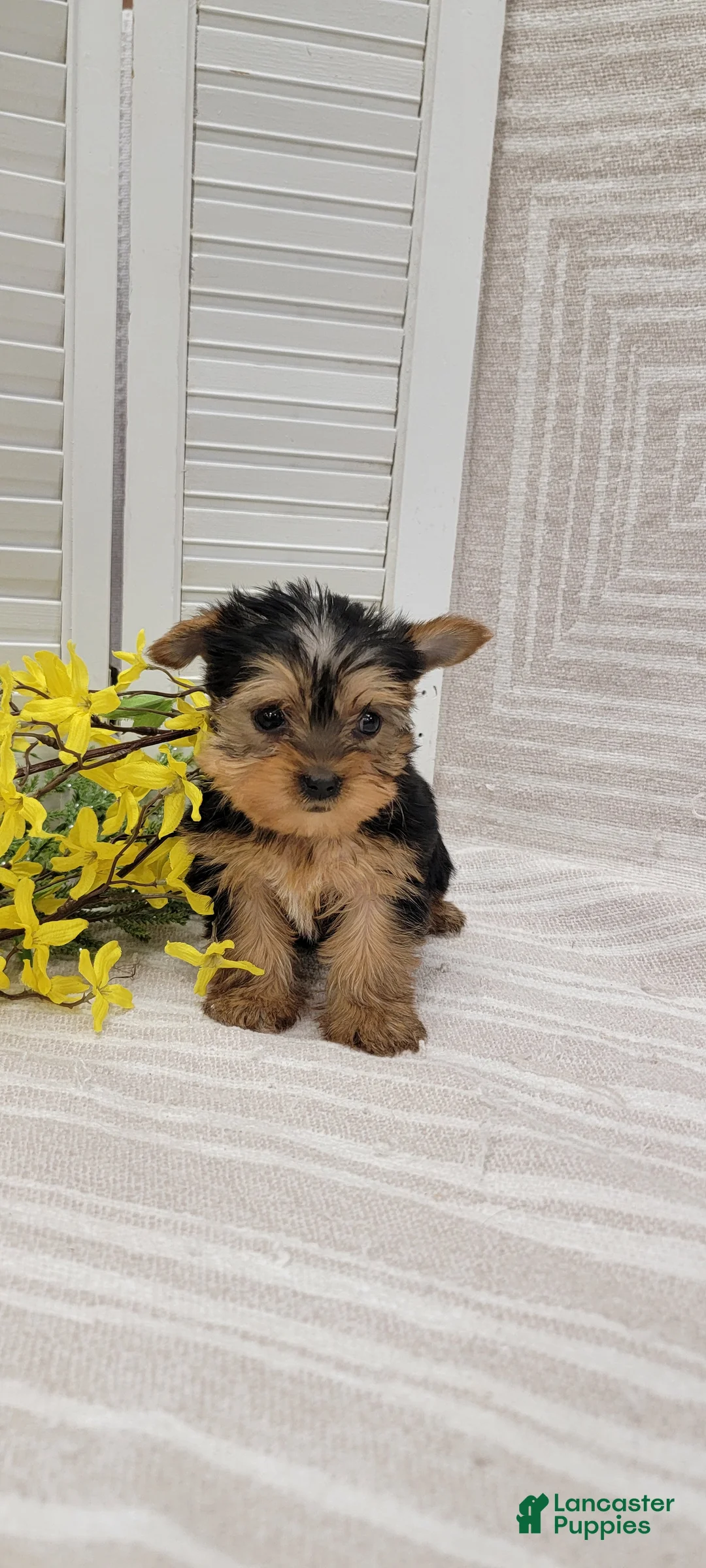 Yorkshire Terrier dogs for sale: Beulah - Ad 2