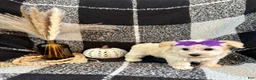 Schnoodle dogs for sale: Lexi - Ad 4
