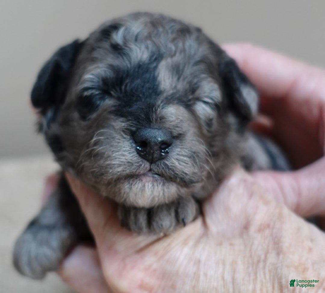 Toy Poodle dogs for sale: Millie - Ad 10