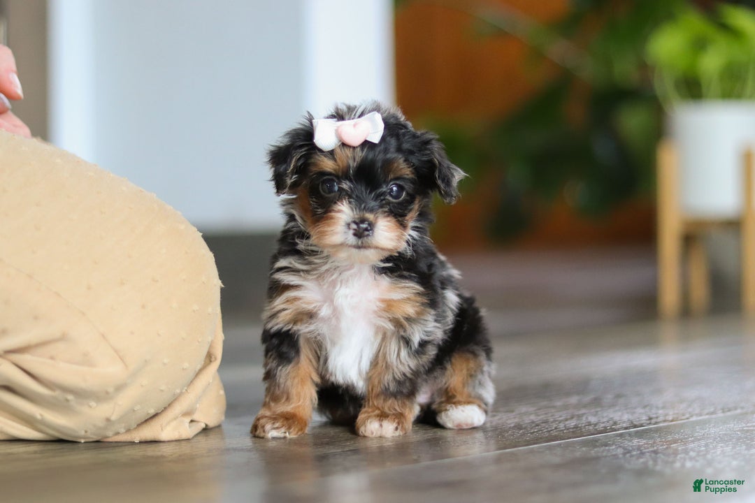 Yorkiepoo dogs for sale: Chanel - Ad 6