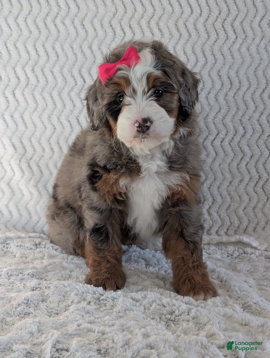 Mini Bernedoodle dogs for sale: Mini Sadie  - Ad 19