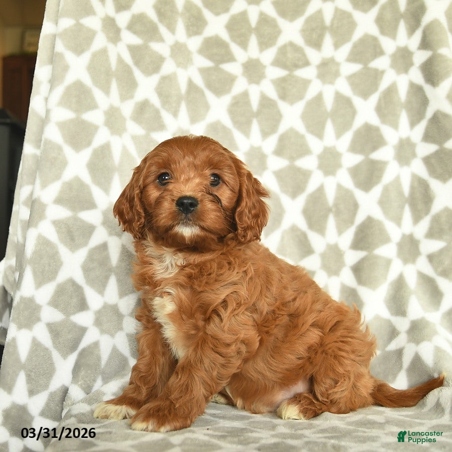 Cavapoo dogs Aslan  - Ad 1