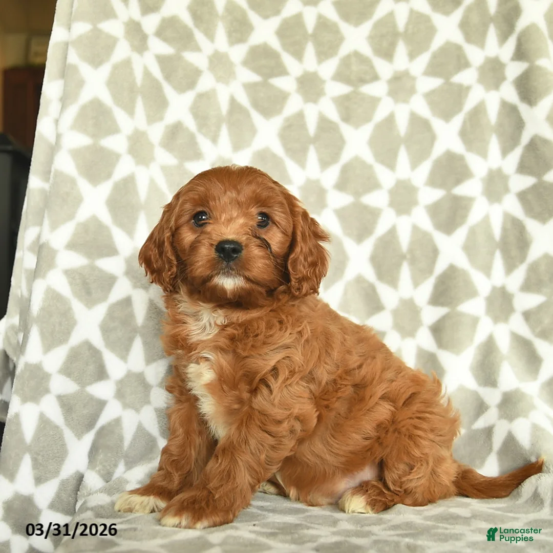 Cavapoo dogs for sale: Aslan  - Ad 1
