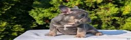 French Bulldog dogs for sale: Leo - Ad 4