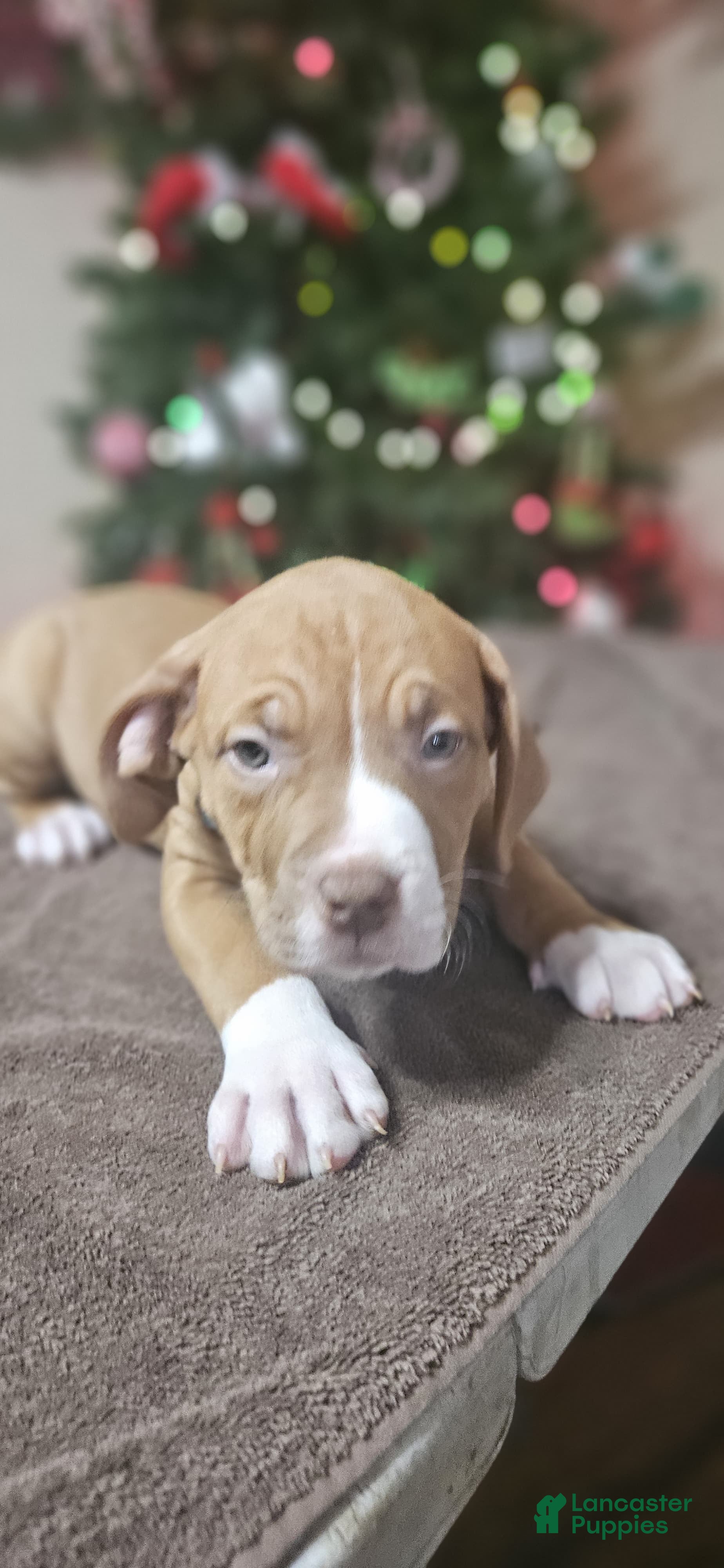 American Bully dogs Snowflake  - Ad 7