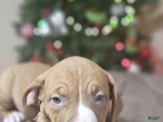 American Bully dogs Snowflake - Ad 6