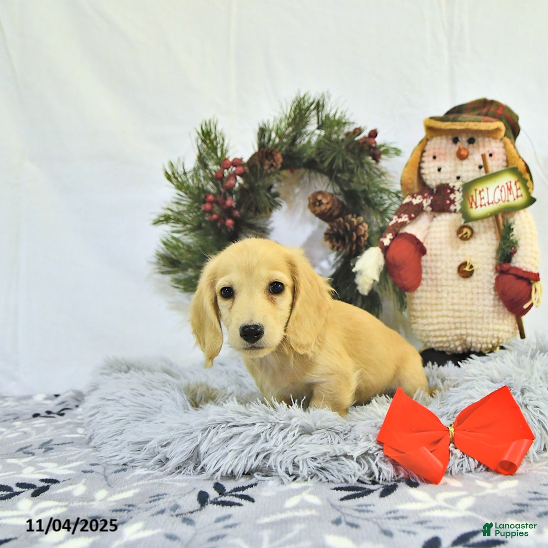 Miniature Dachshund dogs for sale: Ollie - Ad 14