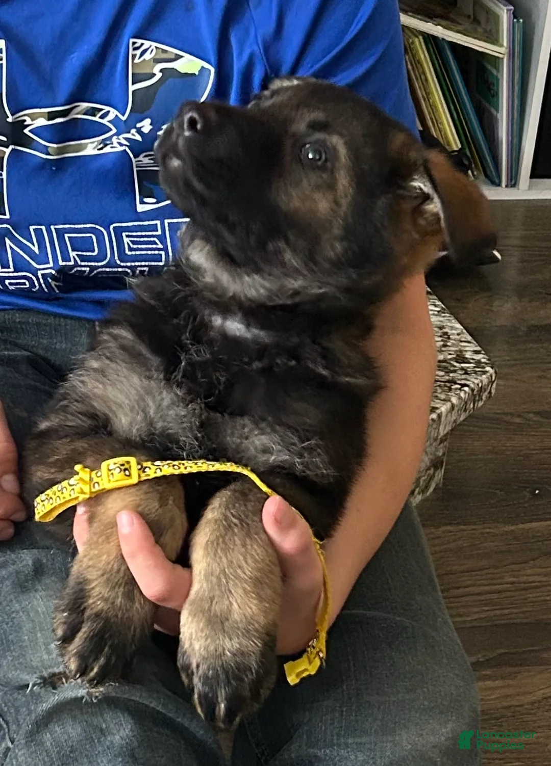 German Shepherd dogs for sale: Willow/Cody Teal - Ad 29