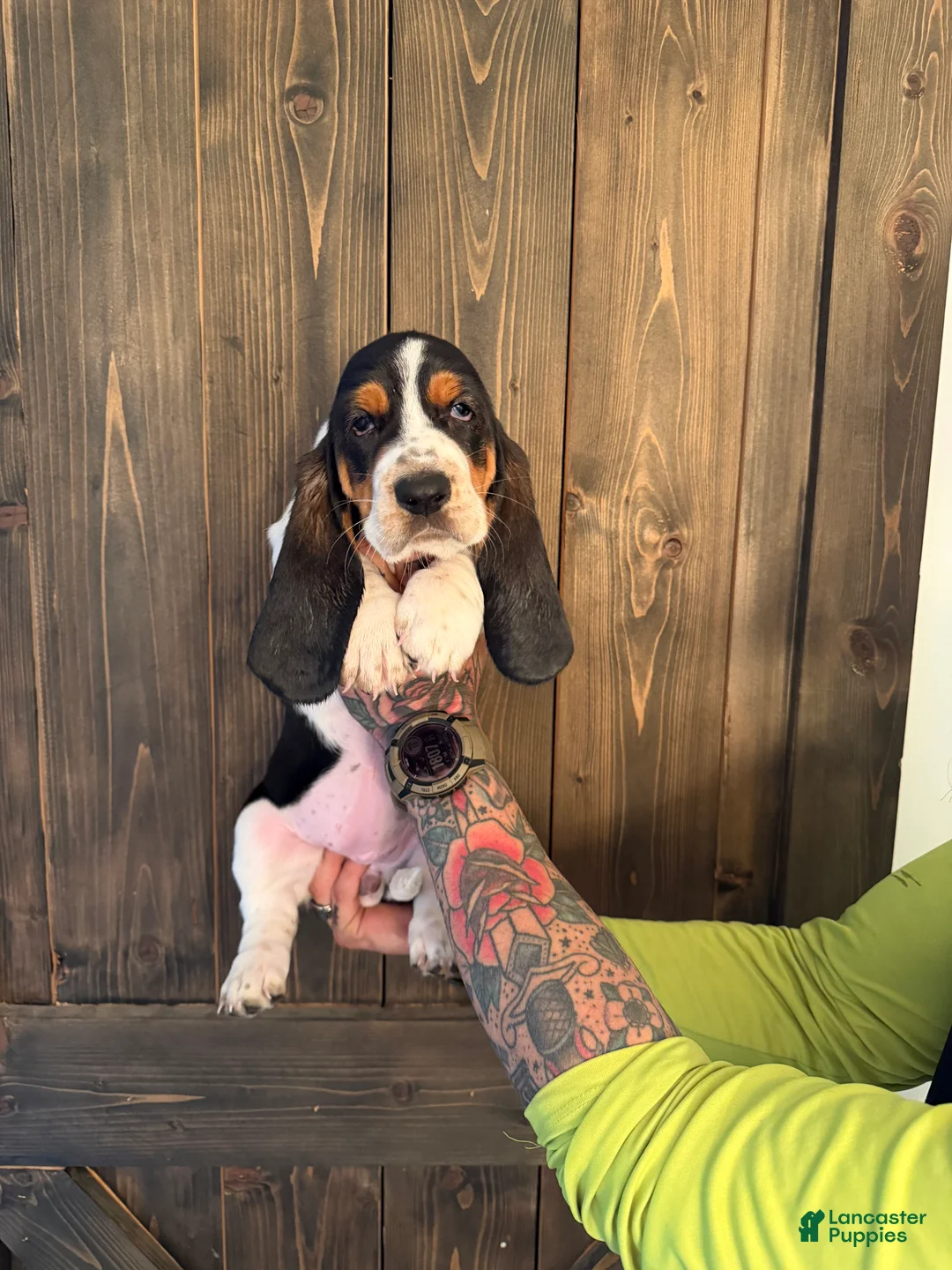 Basset Hound dogs for sale: Wynonna - Ad 2