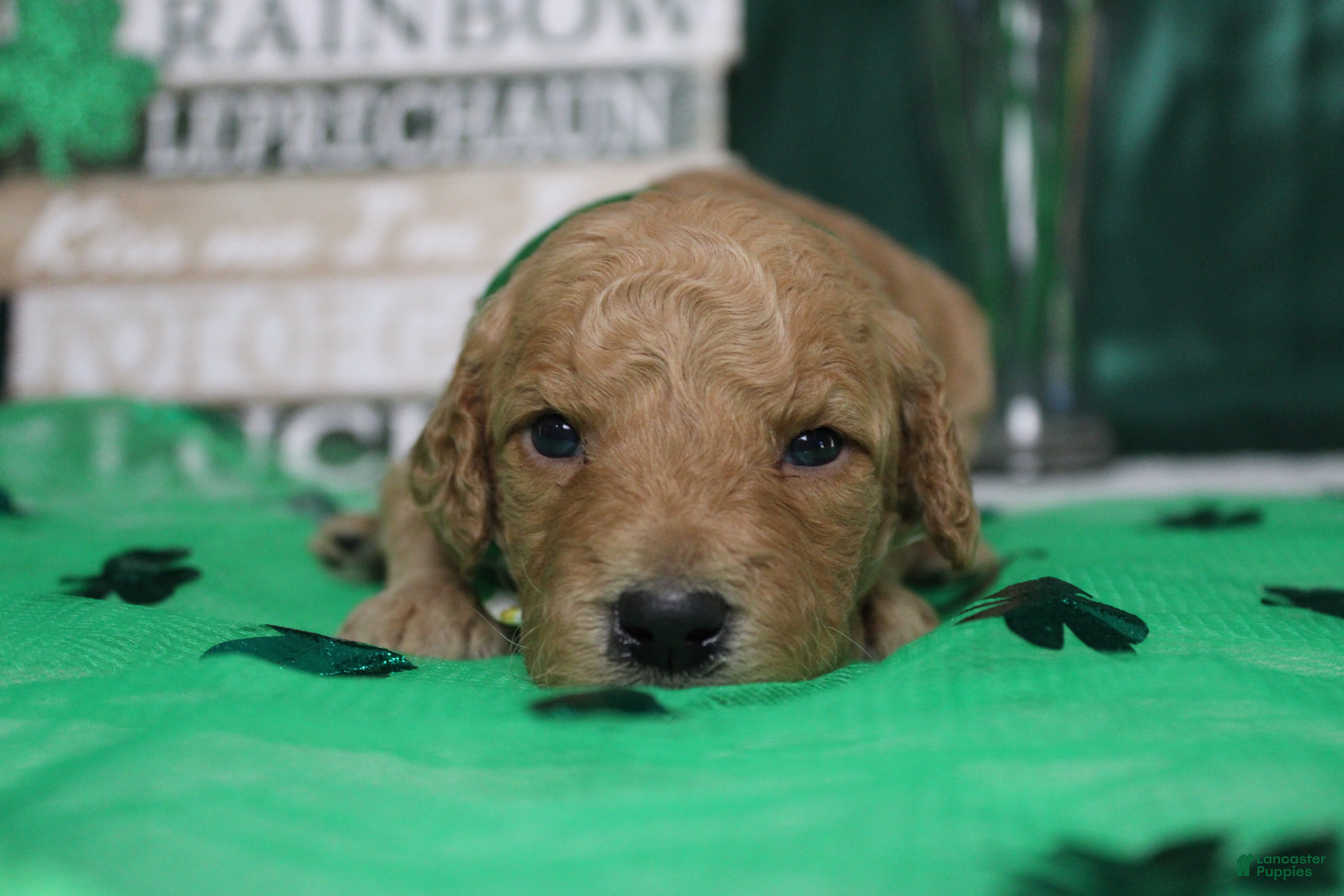 Goldendoodle dogs Dew - Ad 25