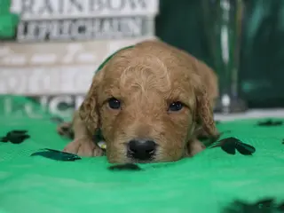 Goldendoodle dogs Dew - Ad 25