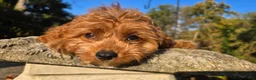 Cavapoo dogs for sale: Johan - Ad 11