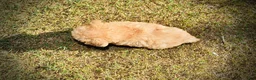 Havapoo dogs for sale: Dr. Pepper - Ad 9
