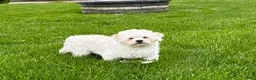 Lhasa Apso dogs for sale: Beau - Ad 10