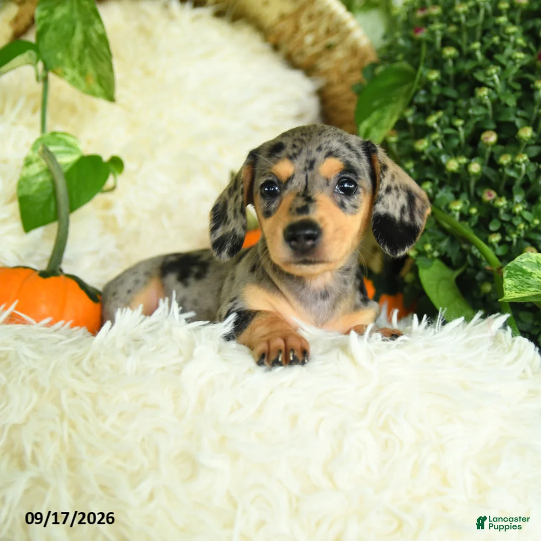 Miniature Dachshund dogs for sale: Smokey - Ad 2