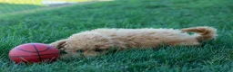 Mini Goldendoodle dogs for sale: MAX - Ad 3