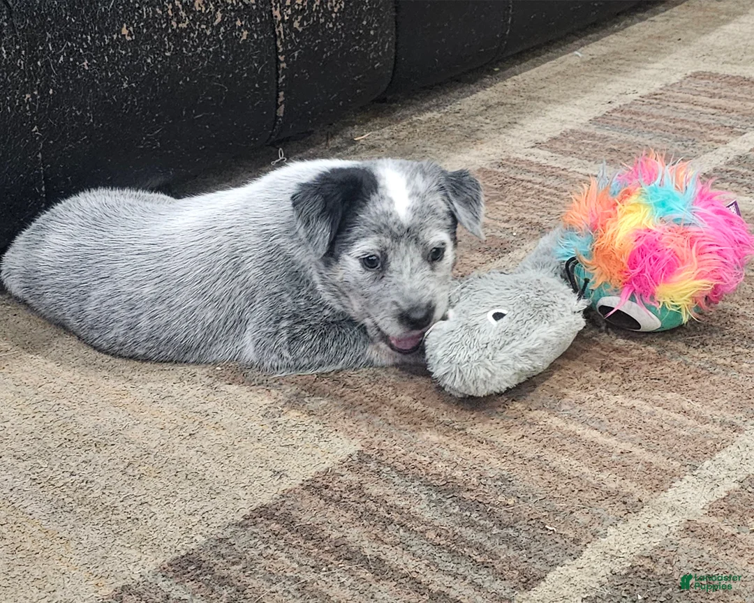 Mixed Breed dogs for sale: Mixed Breed Puppy 7 - Ad 4
