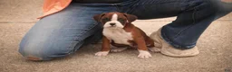 Boxer dogs for sale: Tressa - Ad 5