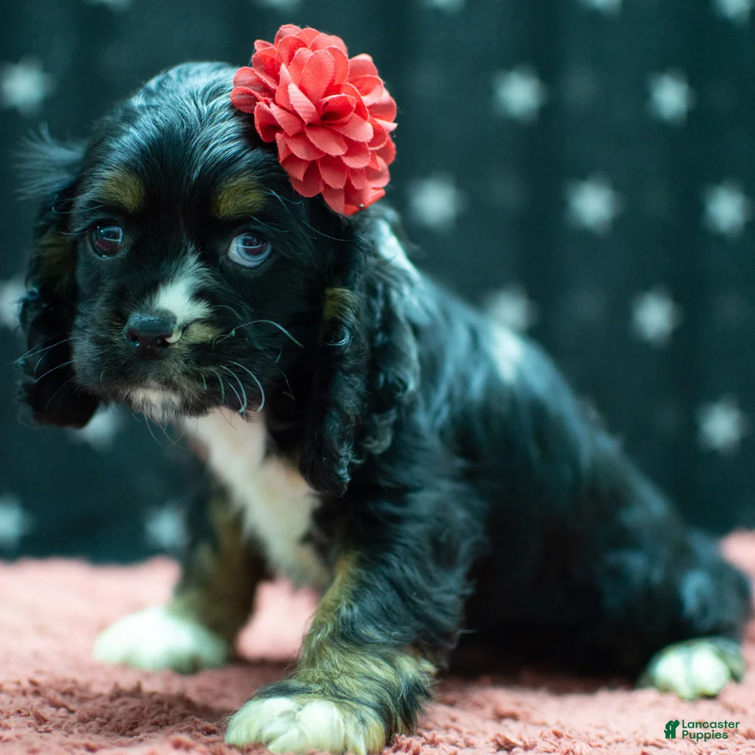 Cocker Spaniel dogs for sale: Tai Cocker Spaniel Puppy  - Ad 2