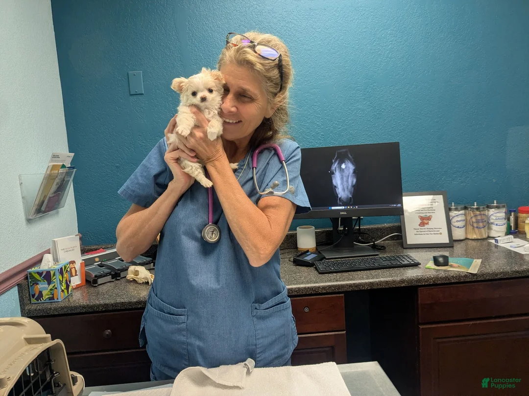 Chihuahua dogs for sale: Pearl Apple Head Long Coat Female   - Ad 1