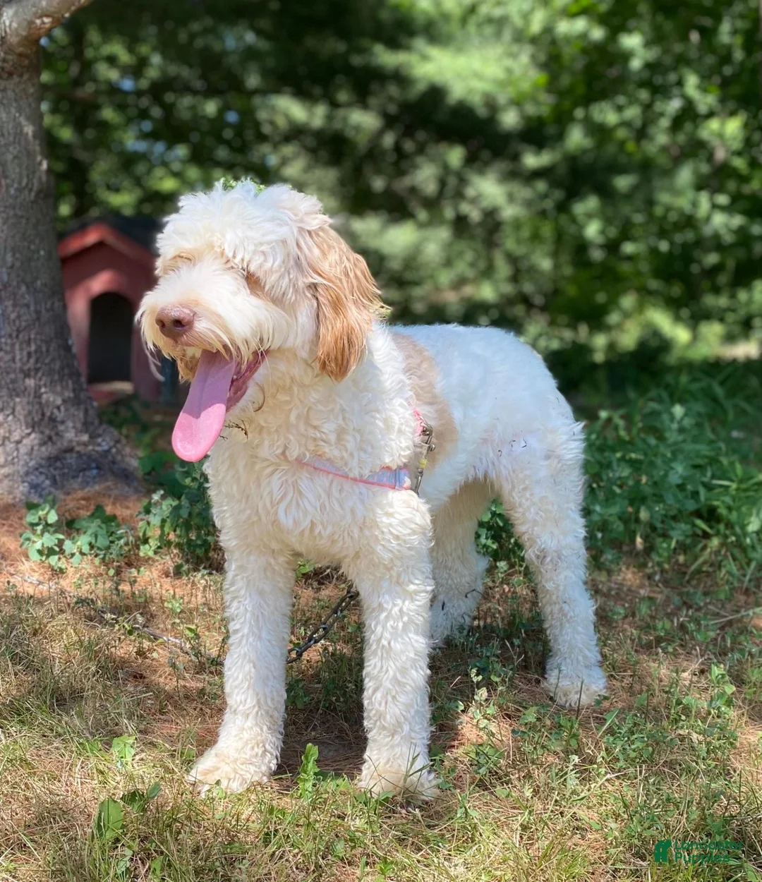 Mixed Breed dogs for sale: Marshall - Ad 4