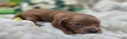 Cavapoo dogs for sale: Honeybee - Ad 4